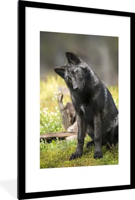 Produktbild von MuchoWow® MuchoWow® Gerahmtes Poster Wolf - Schwarz - Gras 60x90 cm - Poster mit zchwarzem Bilderrahmen - Dekoration - Wandposter Wohnzimmer - Hochwertig