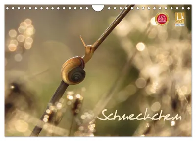 Produktbild von Schneckchen (Wandkalender 2027 DIN A4 quer), CALVENDO Monatskalender