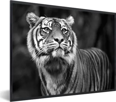 Produktbild von MuchoWow® MuchoWow® Gerahmtes Poster Tiger - Dschungel - Schwarz - Weiß 80x60 cm - Poster mit zchwarzem Bilderrahmen - Schwarzem - Mit Gestell