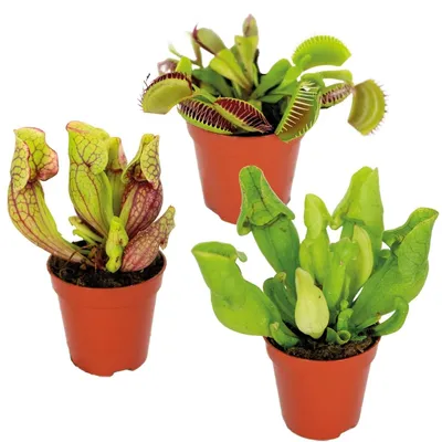 Immagine prodotto di Set di 3 piante carnivore - Ideale per interni - Diametro 6 cm