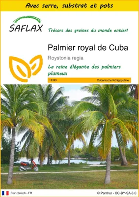 Image de SAFLAX Ensemble de culture - Palmier royal de Cuba - 8 graines - Roystonia