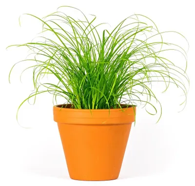 Obrázok produktu pre Gardners Cyperus Zumula, priemer 12 cm