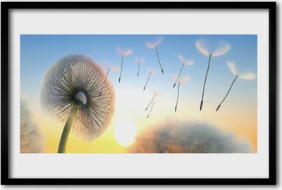 Produktbild von Bild 60x40 MDF-Rahmen Wandkunst Löwenzahn-Blumen-Anlage