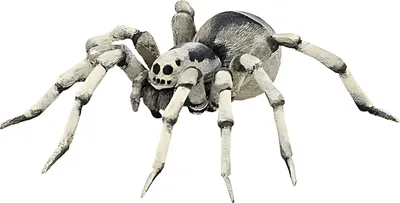 Produktbild von Vogelspinne