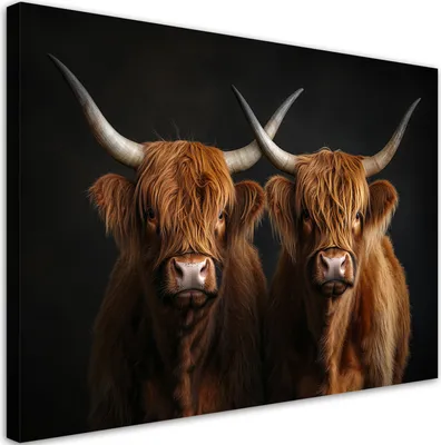 Produktbild von Leinwandbild Highland-Kühe Tiere 120x80 Feeby Schwarz bild für die wand bereit zum aufhängen