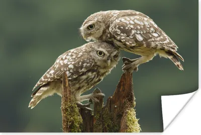 Produktbild von MuchoWow® Poster Eulen - Tiere - Liebe 90x60 cm - Schlafzimmer