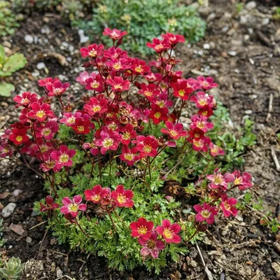 Produktbild von 3x Saxifraga (A) Carpet Purple Robe P9H20