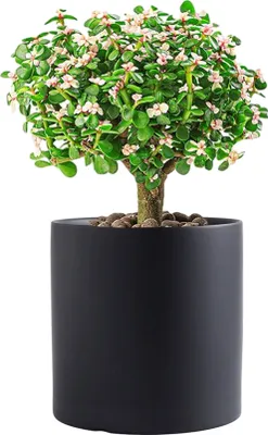 Obrázek produktu pro Keramické květináče pro pokojové rostliny, jednobarevné květináče s drenážním otvorem (černé, 8 cm)
