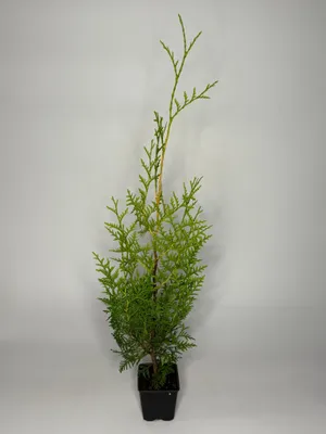 Produktbild von 1 Stück, 40-50cm, Topf 9cm, Lebensbaum Thuja occidentalis Brabant