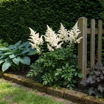 Produktbild von Stauden Gänge 1 x Astilbe japonica 'Deutschland' im 0,5 Liter Topf - Prachtspiere weiß, 50-60 cm, Blüte Juni bis Juli - winterhart