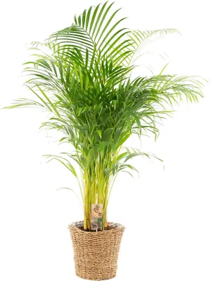Produktbild von Trendyplants - Areca Palme mit Korb - 130 cm - Ø24cm