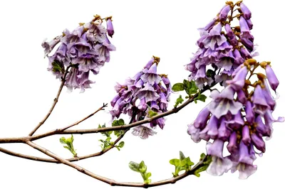 Produktbild von Paulownia -catalpifolia- 100 Samen -Winterhart, robust und schnell wachsend-