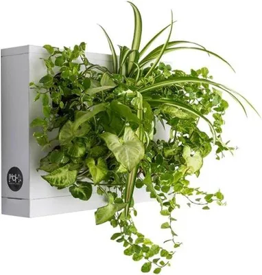 Immagine prodotto di Giardino verticale - 1 fioriera a parete verticale bianca per 6 piante e muschio di sfagno