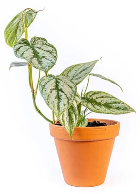 Obrázek produktu pro Gardners Philodendron Brandtianum, průměr 12 cm