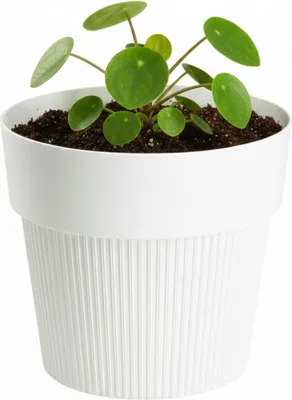 Image de HowHomely | Pot de fleurs - Jardinière - crème - 11 x 13 cm - en matériau recyclé - Structure rainurée - Bac à plantes