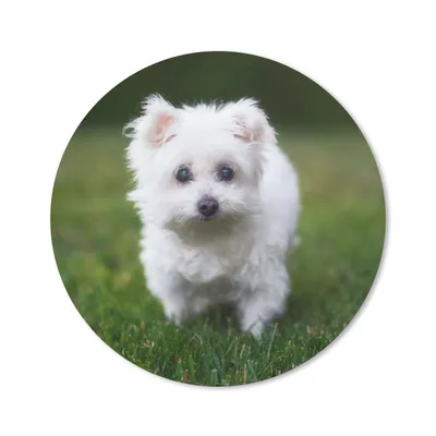 Produktbild von MuchoWow® Mauspad Mousepad Malteser Hund auf einer Wiese 30x30 cm - Mousepads - Maus Mat - Pad - Mausunterlage - Tischunterlage - Schreibtischmatten