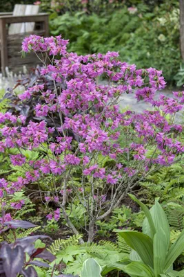 Produktbild von Rhododendron dauricum, rosa Blüten, 20–30 cm