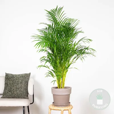 Image de Bloomique - Dypsis Lutescens - Palmier Areca - Plantes d’intérieur - Dépolluante - Sans danger pour les animaux - Hauteur 130-150 cm - Pot 24 cm