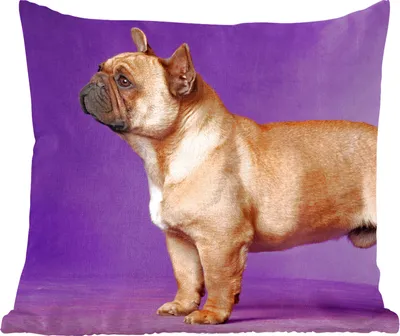 Produktbild von MuchoWow® Zierkissen Sofakissen Wohnzimmer Dekokissen 45x45 cm Französische Bulldogge - Braun - Lila - Schlafpolster - Polster für das Sofa