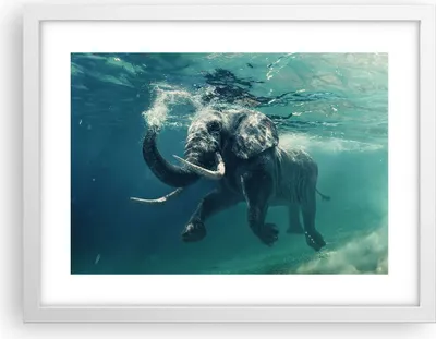 Produktbild von Gerahmtes Poster - Weißer Rahmen - Elefant Tier Wasser - 40x30 cm - Wand Bild - Wanddeko - Wandbilder - Kunstposter - Wandposter - Bilderrahmen - Bilder - Kunstdruck - Wandbild - P2WAA40x30-3944