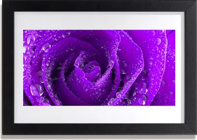 Produktbild von Bild 30x20 MDF-Rahmen Wandkunst Rose-Blumen-Anlage