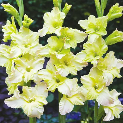 Produktbild von Gladiole Blumenzwiebeln Schwertblume Sommerblühende Siegwurze Alicia 5 St.