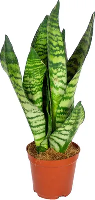 Image de Bloomique - Sansevieria Zeylanica - Langue de belle-mère - Plantes d’intérieur - Dépolluante - Très facile à entretenir - Hauteur 30-40 cm - Pot 12 cm