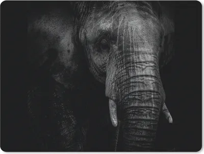 Produktbild von MuchoWow® Mauspad Mousepad Elefant - Tier - Porträt 23x19 cm - Mousepads - Maus Mat - Pad - Mausunterlage - Schreibtischunterlage - Mauspad