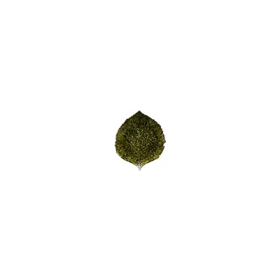 Imagen del producto de Costa Nova & Casafina - Plato para aperitivos 'Hortensia' (Forets, 17 cm)