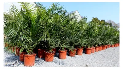 Produktbild von Kanarische Dattelpalme XXL 140-160 cm Phoenix canariensis, winterhart