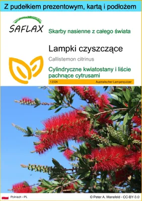 Zdjęcie produktu dla SAFLAX - Zestaw prezentowy - Lampki czyszczące - 400 Nasiona - Z pudełkiem upominkowym, etykietą wysyłkową, kartą podarunkową i podłożem uprawowym - Callistemon citrinus
