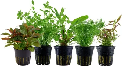 Produktbild von Pflanzen Set mit 5 Mittelgrund Topf Aquarium Wasserpflanzen AquaOne Nr.140