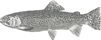 Produktbild von ESTAhome Fototapete Fisch Weiß und Schwarz 250 x 100 cm
