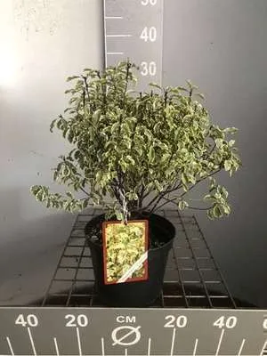 Obrázok produktu pre Pittosporum tenuifolium - Australischer Lorbeer 30- 40 cm - Kontajner