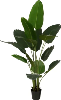Produktbild von Mica Decorations Kunstpflanze Bananenstaude im Blumentopf – H180 x Ø30 cm – Grün