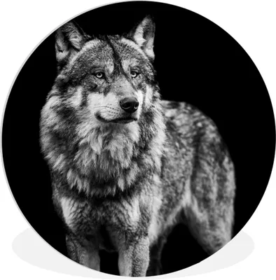 Produktbild von MuchoWow® Rundes Wandbild - Runde Bilder Wolf - Tiere - Wild - Schwarz - Weiß Ø 60 cm Kreis Wanddekoration Kunststoff - Wandkreis - Wandschmuck - Wand Kreis - Das Schlafzimmer - Die Bilder - Wandmalerei - Kunst für das Haus - das Plastik