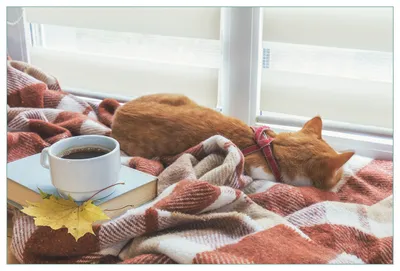 Produktbild von Wallario Küchenrückwand aus Glas, Größe: 90 x 60 cm, Motiv: Schlafende Katze beim Kaffeekränzchen | Spritzschutz | abwischbar | pflegeleicht | in