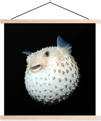 Produktbild von MuchoWow® Textilposter Fische - Meerestiere - Porträt 40x40 cm mit holzfarbenen Rahmen - Posterleiste