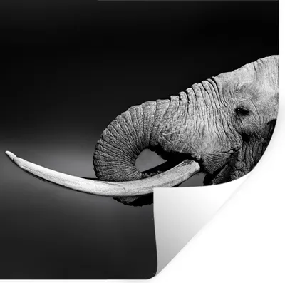 Produktbild von MuchoWow® Wandtattoo Wandsticker Wandaufkleber Elefant - Wasser - Tiere - Schwarz - Weiß 30x30 cm Selbstklebend und Repositionierbar - Repositionierbar - Wasser abweisend