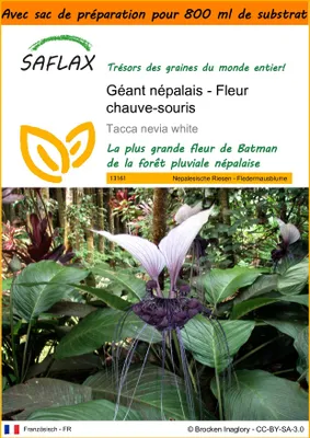 Image de SAFLAX Garden in the bag - Géant népalais - Fleur chauve-souris - 10 graines - Tacca
