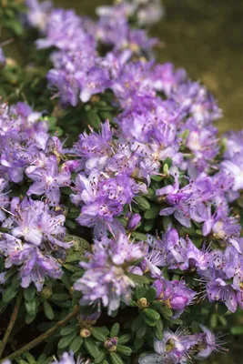 Produktbild von Rhododendron impeditum 'Blaue Mauritius', Zwerg-Rhododendron, blau, 20–25 cm