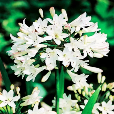 Obrázek produktu pro Agapanthus Agapanty Africký agapant Bílý White 1 ks sazenice