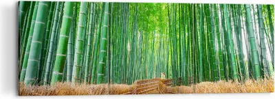 Produktbild von Bild auf Leinwand - Leinwandbild - Bambus Pflanze - 120x40cm - Wand Bild - Wanddeko - Wandbilder - Leinwanddruck - Bilder - Kunstdruck - Wanddekoration - Leinwand bilder - Wandkunst - CA120x40-3979