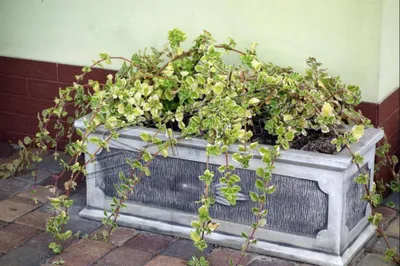 Produktbild von Blumenkübel Pflanz Kübel Dekoration Figur Blumentöpfe Garten Vasen Gefäss 566