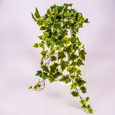 Produktbild von artplants.de Künstlicher Efeubusch, 330 Blätter, grün-weiß, 70cm - Künstliche Pflanzen Efeu - Kunstefeu