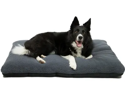A black and white dog lying on a dark gray pet bed.