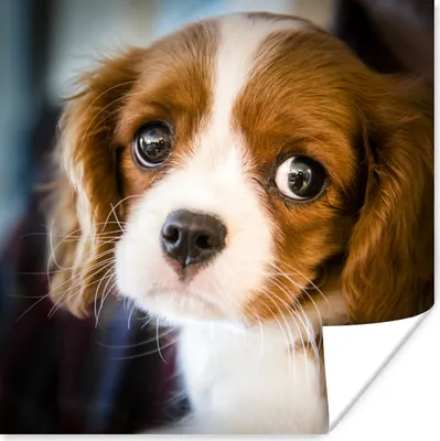 Produktbild von MuchoWow® Poster Ein Porträt eines jungen Welpen 50x50 cm - Wohnzimmerdekoration