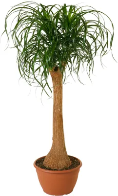 Produktbild von Dehner Elefantenfuß, einstämmig, ca. 160-170 cm, Ø Topf 36 cm, Zimmerpflanze