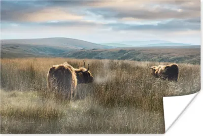 Produktbild von MuchoWow® Poster Schottische Hochlandrind - Nebel - Gras 180x120 cm - Fotoplakat