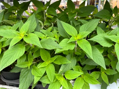 Produktbild von Ananas Salbei    Salvia rutilans